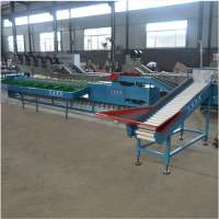 Dragon fruit weighing grading line dragon fruit sorting machine made in China